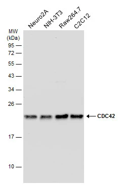 Various whole cell extracts (30 μg) were separated by 12% SDS-PAGE, and the membrane was blotted with CDC42 antibody (GTX134588) diluted at 1:1000. The HRP-conjugated anti-rabbit IgG antibody (GTX213110-01) was used to detect the primary antibody.