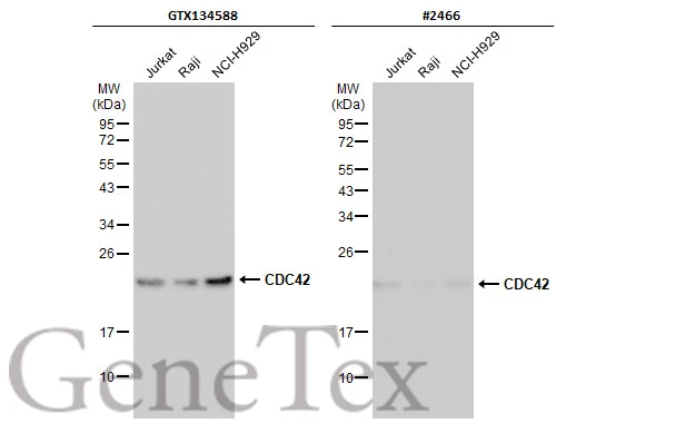 Various whole cell extracts (30 μg) were separated by 12% SDS-PAGE, and the membranes were blotted with CDC42 antibody (GTX134588) diluted at 1:1000 and competitor's antibody (#2466) diluted at 1:1000. The HRP-conjugated anti-rabbit IgG antibody (GTX213110-01) was used to detect the primary antibody. *The competitor is not affiliated with GeneTex and does not endorse this product.