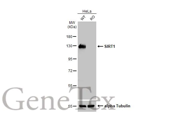 Wild-type (WT) and SIRT1 knockout (KO) HeLa cell extracts (30 μg) were separated by 7.5% SDS-PAGE, and the membrane was blotted with SIRT1 antibody (GTX134606) diluted at 1:1000. The HRP-conjugated anti-rabbit IgG antibody (GTX213110-01) was used to detect the primary antibody.