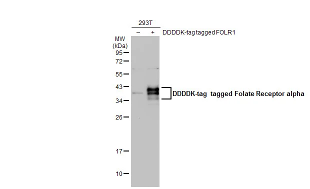 Non-transfected (–) and transfected (+) 293T whole cell extracts (30 μg) were separated by 12% SDS-PAGE, and the membrane was blotted with Folate Receptor alpha antibody (GTX134660) diluted at 1:1000. The HRP-conjugated anti-rabbit IgG antibody (GTX213110-01) was used to detect the primary antibody.
