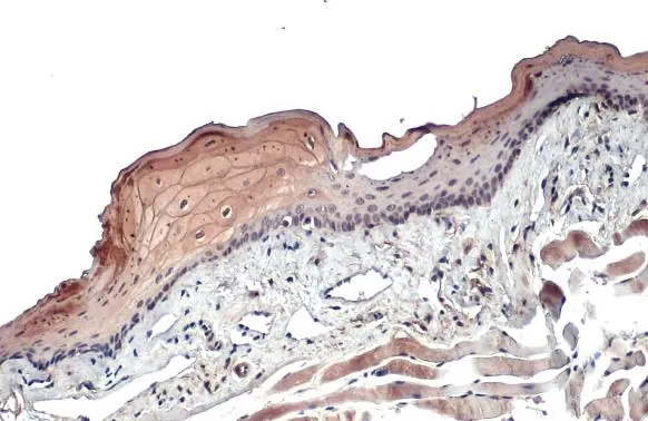 Cytokeratin 19 antibody detects Cytokeratin 19 protein at cell membrane by immunohistochemical analysis. Sample: Paraffin-embedded mouse tongue. Cytokeratin 19 stained by Cytokeratin 19 antibody (GTX134696) diluted at 1:500. Antigen Retrieval: Citrate buffer, pH 6.0, 15 min