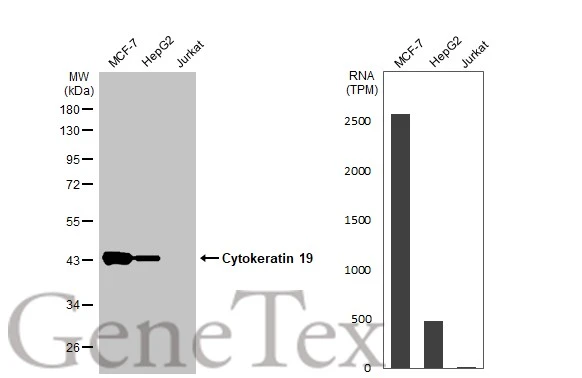 Various whole cell extracts (30 μg) were separated by 10% SDS-PAGE, and the membrane was blotted with Cytokeratin 19 antibody (GTX134696) diluted at 1:10000. The HRP-conjugated anti-rabbit IgG antibody (GTX213110-01) was used to detect the primary antibody. Corresponding RNA expression data for the same cell lines are based on Human Protein Atlas program.
