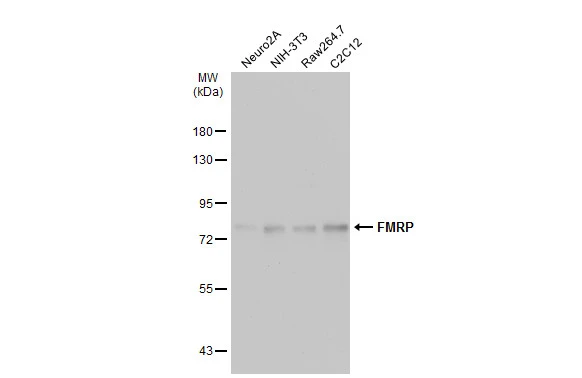 FMRP antibody