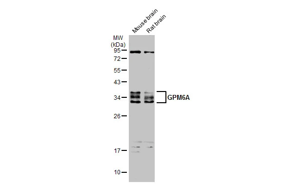 GPM6A antibody