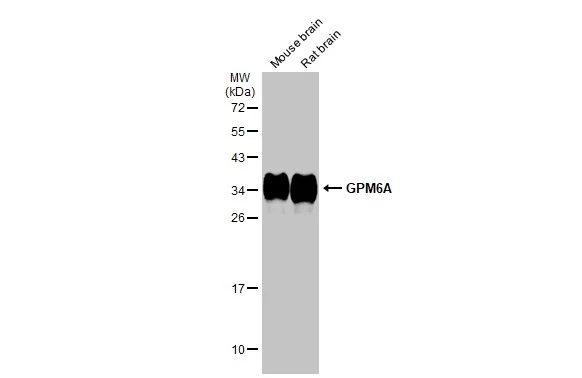 GPM6A antibody