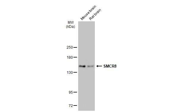 SMCR8 antibody
