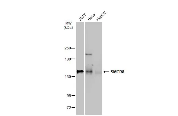 SMCR8 antibody
