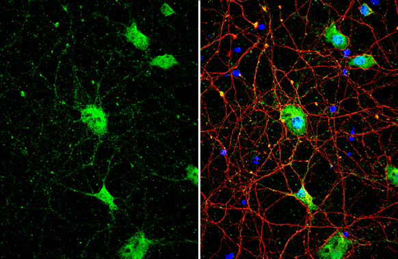 SMCR8 antibody