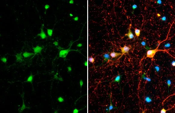 SMCR8 antibody