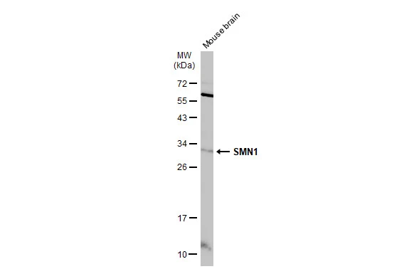 SMN1 antibody