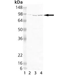 Western Blot analysis of HSP90 mAb (2D12).  Lane 1: MW marker Lane 2: HSP90 (human) (native) Lane 3: HeLa HS,(cell lysate) Lane 4: Vero Heat Shock Cell Lysate