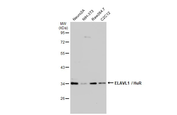 Various whole cell extracts (30 μg) were separated by 10% SDS-PAGE, and the membrane was blotted with ELAVL1 / HuR antibody (GTX134821) diluted at 1:1500. The HRP-conjugated anti-rabbit IgG antibody (GTX213110-01) was used to detect the primary antibody.