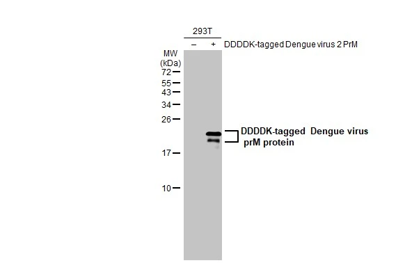 Non-transfected (–) and transfected (+) 293T whole cell extracts (30 μg) were separated by 15% SDS-PAGE, and the membrane was blotted with Dengue virus prM protein antibody (GTX134828) diluted at 1:5000. The HRP-conjugated anti-rabbit IgG antibody (GTX213110-01) was used to detect the primary antibody.