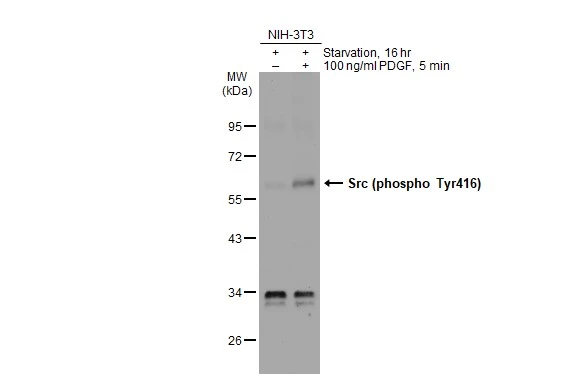 Untreated (–) and treated (+) NIH-3T3 whole cell extracts (30 μg) were separated by 10% SDS-PAGE, and the membrane was blotted with Src (phospho Tyr416) antibody (GTX134837) diluted at 1:1000. The HRP-conjugated anti-rabbit IgG antibody (GTX213110-01) was used to detect the primary antibody, and the signal was developed with Trident ECL plus-Enhanced.