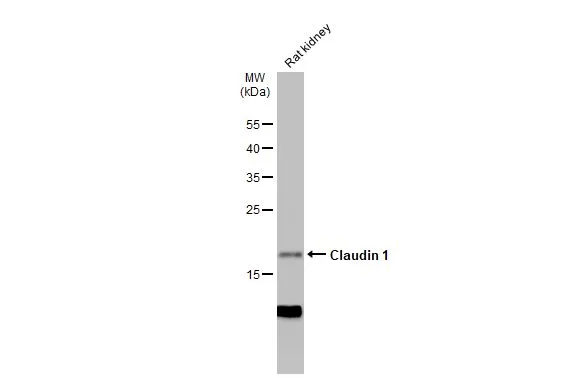 Rat tissue extract (50 μg) was separated by 12% SDS-PAGE, and the membrane was blotted with Claudin 1 antibody (GTX134842) diluted at 1:1000. The HRP-conjugated anti-rabbit IgG antibody (GTX213110-01) was used to detect the primary antibody.