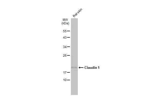 Rat tissue extract (50 μg) was separated by 12% SDS-PAGE, and the membrane was blotted with Claudin 1 antibody (GTX134842) diluted at 1:1000. The HRP-conjugated anti-rabbit IgG antibody (GTX213110-01) was used to detect the primary antibody.