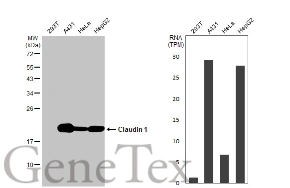 Various whole cell extracts (30 μg) were separated by 12% SDS-PAGE, and the membrane was blotted with Claudin 1 antibody (GTX134842) diluted at 1:1000. The HRP-conjugated anti-rabbit IgG antibody (GTX213110-01) was used to detect the primary antibody. Corresponding RNA expression data for the same cell lines are based on Human Protein Atlas program.
