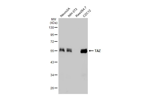 Various whole cell extracts (30 μg) were separated by 10% SDS-PAGE, and the membrane was blotted with TAZ antibody (GTX134857) diluted at 1:3000. The HRP-conjugated anti-rabbit IgG antibody (GTX213110-01) was used to detect the primary antibody.