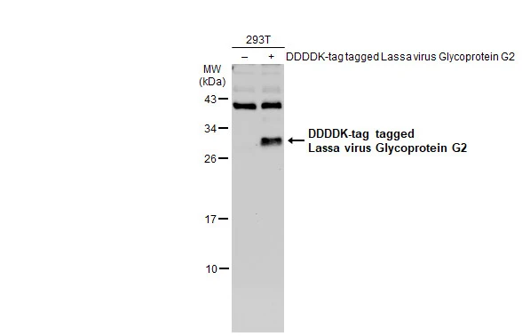 Non-transfected (–) and transfected (+) 293T whole cell extracts (30 μg) were separated by 12% SDS-PAGE, and the membrane was blotted with Lassa virus Glycoprotein G2 antibody (GTX134872) diluted at 1:5000. The HRP-conjugated anti-rabbit IgG antibody (GTX213110-01) was used to detect the primary antibody.