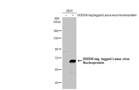 Non-transfected (–) and transfected (+) 293T whole cell extracts (30 μg) were separated by 7.5% SDS-PAGE, and the membrane was blotted with Lassa virus Nucleoprotein antibody (GTX134884) diluted at 1:5000. The HRP-conjugated anti-rabbit IgG antibody (GTX213110-01) was used to detect the primary antibody.