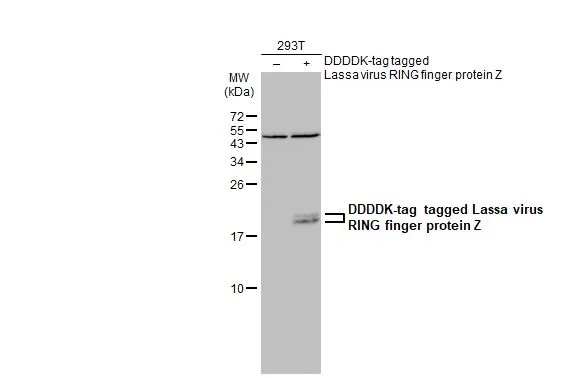 Non-transfected (-) and transfected (+) 293T whole cell extracts (30 microg) were separated by 15% SDS-PAGE, and the membrane was blotted with Lassa virus RING finger protein Z antibody (GTX134885) diluted at 1:5000. The HRP-conjugated anti-rabbit IgG antibody (GTX213110-01) was used to detect the primary antibody.