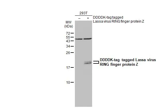 Non-transfected (–) and transfected (+) 293T whole cell extracts (30 μg) were separated by 15% SDS-PAGE, and the membrane was blotted with Lassa virus RING finger protein Z antibody (GTX134885) diluted at 1:5000. The HRP-conjugated anti-rabbit IgG antibody (GTX213110-01) was used to detect the primary antibody.