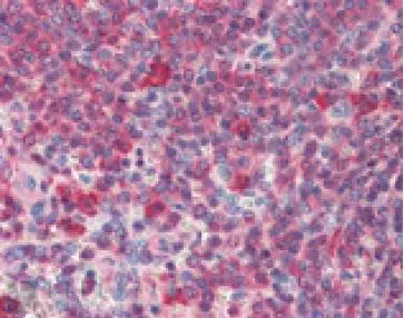 Immunohistochemistry (paraffin sections) analysis of human spleen tissue stained with HSP90,mAb (16F1) at 10ug/ml.