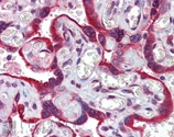 Immunohistochemistry analysis of human placenta tissue stained with Calnexin,pAb at 5ug/ml.