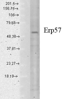 Western blot analysis of ERP57 in human cell lysates using a 1:1000 dilution of GTX13506
