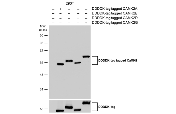 CaMKII antibody