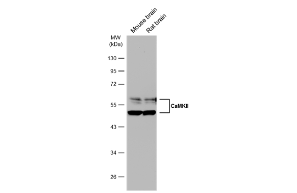CaMKII antibody