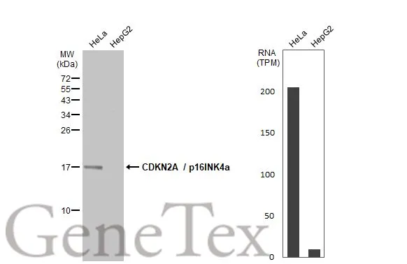 Various whole cell extracts (30 μg) were separated by 15% SDS-PAGE, and the membrane was blotted with CDKN2A / p16INK4a antibody (GTX135119) diluted at 1:1000. The HRP-conjugated anti-rabbit IgG antibody (GTX213110-01) was used to detect the primary antibody. Corresponding RNA expression data for the same cell lines are based on Human Protein Atlas program.