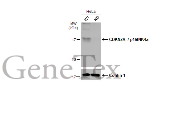その他 dnk DYKDDDDK Epitope Tag Alexa Fluor® 488-conjugated Antibody