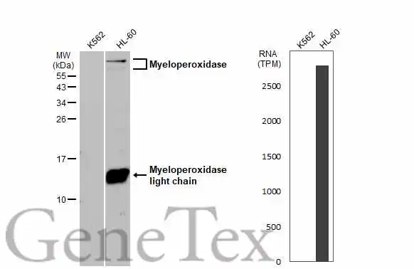 Various whole cell extracts (30 μg) were separated by 15% SDS-PAGE, and the membrane was blotted with Myeloperoxidase antibody (GTX135125) diluted at 1:1000. The HRP-conjugated anti-rabbit IgG antibody (GTX213110-01) was used to detect the primary antibody. Corresponding RNA expression data for the same cell lines are based on Human Protein Atlas program.