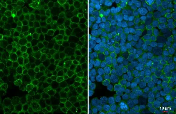 Myeloperoxidase antibody detects Myeloperoxidase protein at vesicle by immunofluorescent analysis. Sample: HL-60 cells were fixed in 4% paraformaldehyde at RT for 15 min. Green: Myeloperoxidase stained by Myeloperoxidase antibody (GTX135125) diluted at 1:500. Blue: Hoechst 33342 staining.
