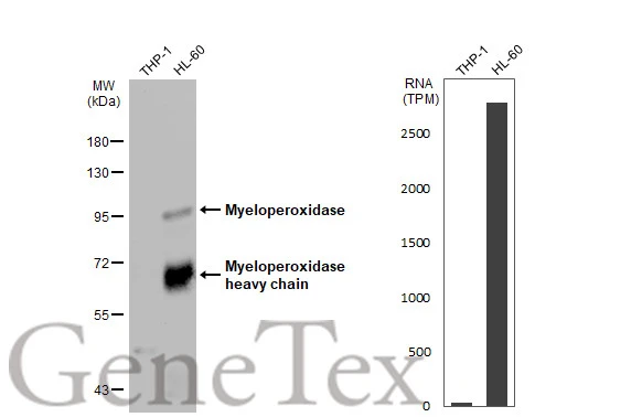 Various whole cell extracts (30 μg) were separated by 7.5% SDS-PAGE, and the membrane was blotted with Myeloperoxidase antibody (GTX135126) diluted at 1:1000. The HRP-conjugated anti-rabbit IgG antibody (GTX213110-01) was used to detect the primary antibody. Corresponding RNA expression data for the same cell lines are based on Human Protein Atlas program.