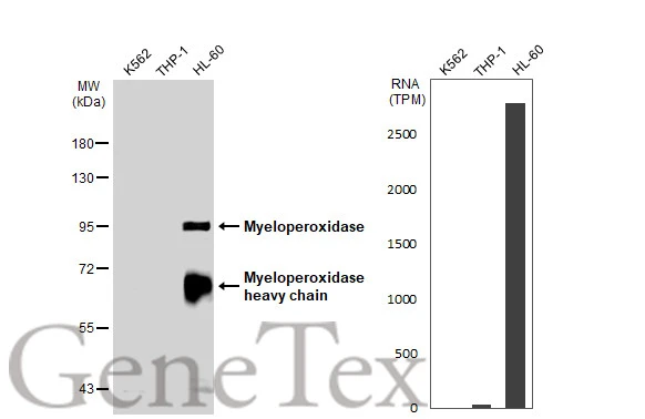 Various whole cell extracts (30 μg) were separated by 7.5% SDS-PAGE, and the membrane was blotted with Myeloperoxidase antibody (GTX135127) diluted at 1:1000. The HRP-conjugated anti-rabbit IgG antibody (GTX213110-01) was used to detect the primary antibody. Corresponding RNA expression data for the same cell lines are based on Human Protein Atlas program.