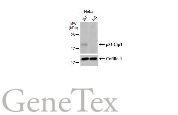 Wild-type (WT) and p21 Cip1 knockout (KO) HeLa cell extracts (30 μg) were separated by 15% SDS-PAGE, and the membrane was blotted with p21 Cip1 antibody (GTX135142) diluted at 1:1000. The HRP-conjugated anti-rabbit IgG antibody (GTX213110-01) was used to detect the primary antibody, and the signal was developed with Trident ECL plus-Enhanced.