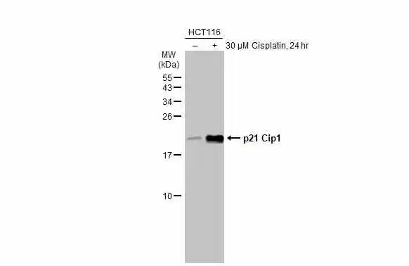 Untreated (–) and treated (+) HCT116 whole cell extract (30 μg) were separated by 15% SDS-PAGE, and the membrane was blotted with p21 Cip1 antibody (GTX135142) diluted at 1:1000. The HRP-conjugated anti-rabbit IgG antibody (GTX213110-01) was used to detect the primary antibody.