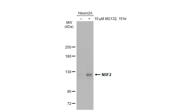 Untreated (–) and treated (+) Neuro2A whole cell extracts (30 μg) were separated by 5% SDS-PAGE, and the membrane was blotted with NRF2 antibody (GTX135165) diluted at 1:1000. The HRP-conjugated anti-rabbit IgG antibody (GTX213110-01) was used to detect the primary antibody, and the signal was developed with Trident ECL plus-Enhanced.
