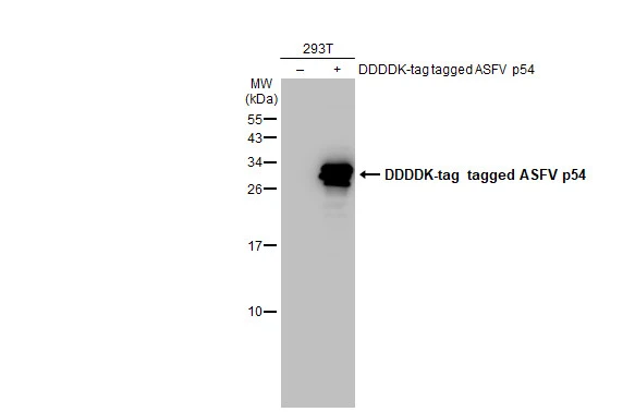 ASFV p54 antibody