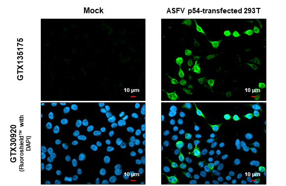 ASFV p54 antibody