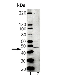 Western blot analysis of Tapasin, PAb: Lane 1: MW marker Lane 2: A431 Lysate Western blot analysis of Tapasin, PAb: Lane 1: MW marker Lane 2: A431 Lysate
