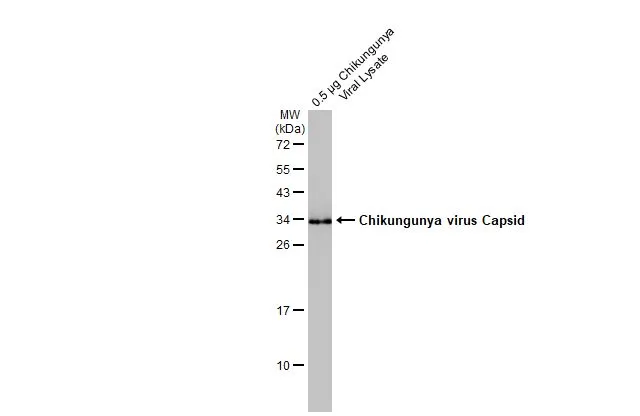 Anti-Chikungunya virus Capsid antibody (GTX135183) | GeneTex