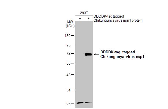 Non-transfected (-) and transfected (+) 293T whole cell extracts (30 microg) were separated by 10% SDS-PAGE, and the membrane was blotted with Chikungunya virus nsp1 antibody (GTX135191) diluted at 1:5000. The HRP-conjugated anti-rabbit IgG antibody (GTX213110-01) was used to detect the primary antibody.