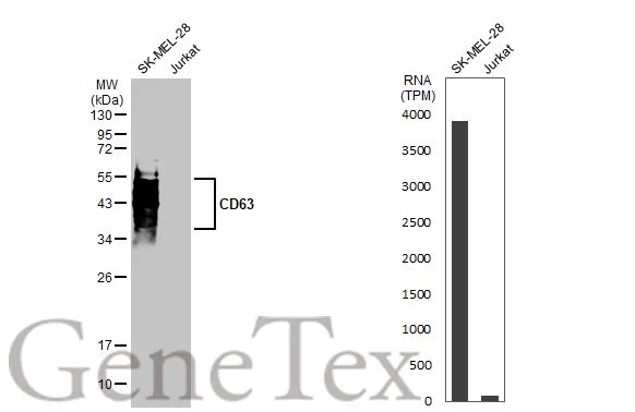 Various whole cell extracts (30 μg) were separated by 12% SDS-PAGE, and the membrane was blotted with CD63 antibody (GTX135220) diluted at 1:1000. The HRP-conjated anti-rabbit IgG antibody (GTX213110-01) was used to detect the primary antibody. Corresponding RNA expression data for the same cell lines are based on Human Protein Atlas program.