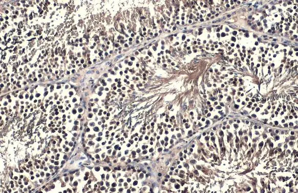FOXO1 antibody detects FOXO1 protein at nucleus by immunohistochemical analysis. Sample: Paraffin-embedded mouse testis. FOXO1 stained by FOXO1 antibody (GTX135251) diluted at 1:5000. Antigen Retrieval: Citrate buffer, pH 6.0, 15 min