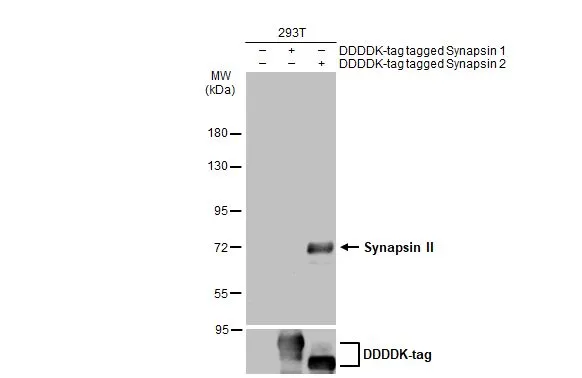 Synapsin II antibody