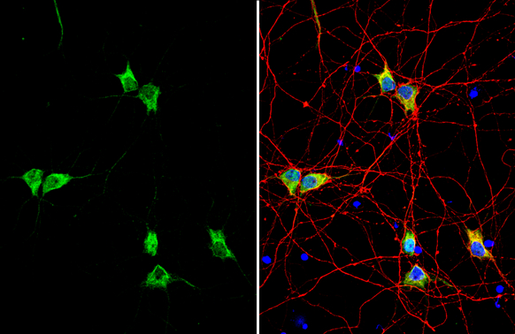 Synapsin II antibody