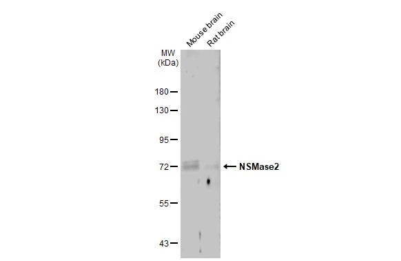 NSMase2 antibody